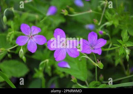 Geranium wächst in der Wildnis Stockfoto