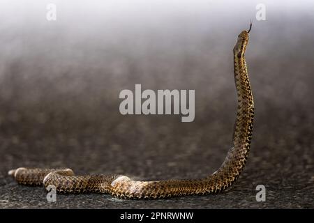 Common European Viper, Vipera berus, Bieszczady Mountains, Karpaten, Polen. Stockfoto