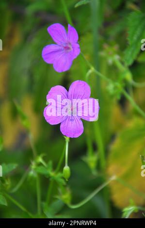 Geranium wächst in der Wildnis Stockfoto