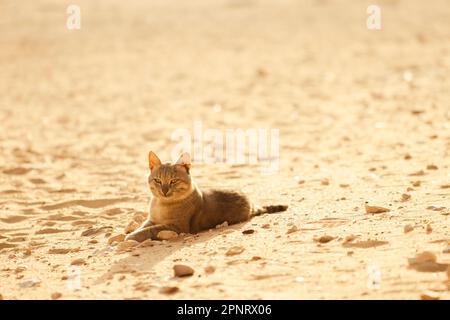 Eine Katze genießt den Strand. Stockfoto