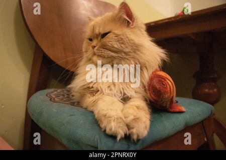 Eine iranische Katze sitzt auf einem Stuhl in einem Katzencafé. Stockfoto