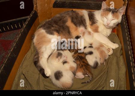 Katze mit Kätzchen, Kätzchen sieben Tage alt Stockfoto