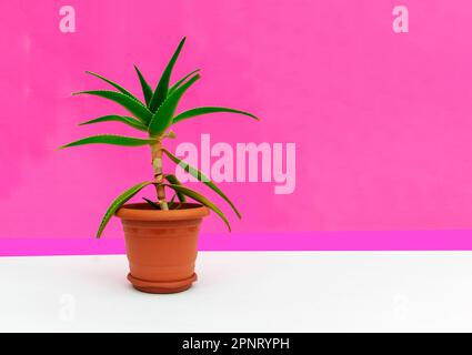 Zimmerpflanzen aus Aloe auf pinkfarbenem Hintergrund Stockfoto