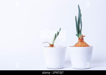 Pflanzen im Labor anbauen. Grüne Zwiebeln auf weißem Hintergrund. Pestizide, Herbizide und Düngemittel für die Pflanzenernährung. Stockfoto