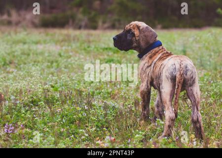 Klein, aber mächtig! Dieses 10 Wochen alte Hündchen ist zwar klein, aber voller Liebe, Energie und endlosen Möglichkeiten.“ Stockfoto