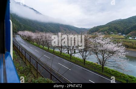 Kirschblüten entlang des Shimanto River in der Präfektur Kochi, Japan, aus einem Zug der JR Shikoku Yodo Line. Stockfoto