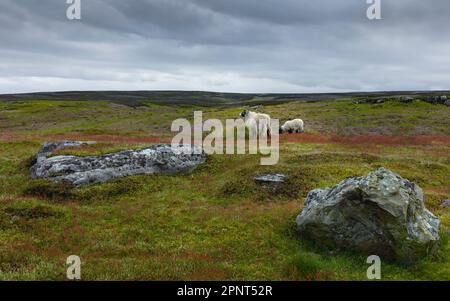 Schafe grasen auf offener Weide im Norden Your Moors neben blühenden Gräsern und Heidekraut unter dem bedeckten Himmel in der Nähe von Goathland, Yorkshire, Großbritannien. Stockfoto