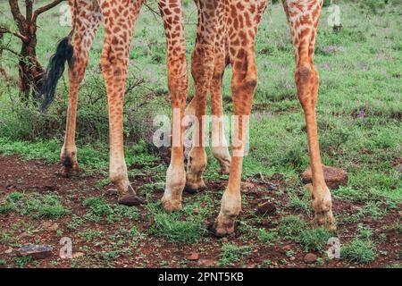 Giraffenbeine und Hufe aus nächster Nähe im Nairobi-Nationalpark, Kenia Stockfoto