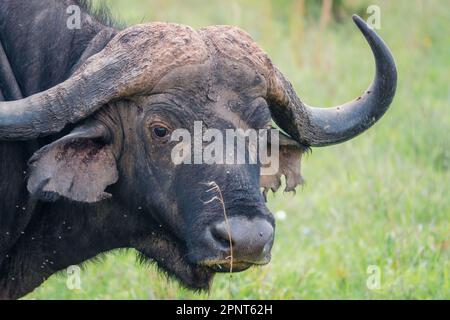 Ein Porträt eines männlichen Büffels, der in die Kamera schaut im Nairobi Nationalpark, Kenia Stockfoto