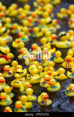 Eintausend gelbe Enten gingen zum 2023. Jährlichen Lymm Duck Race aufs Wasser Stockfoto