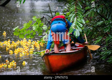 Hunderte gelber Enten treiben an einem regnerischen Tag zu Beginn des Lymm Duck Race 2023 den Fluss hinunter Stockfoto