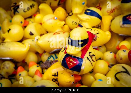 Eintausend gelbe Enten gingen zum 2023. Jährlichen Lymm Duck Race aufs Wasser. Es gab ein paar Super Ducks Stockfoto