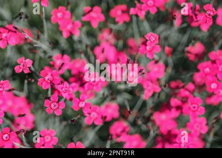 Geringe Schärfentiefe, nur wenige Blüten im Fokus. Leuchtend pinke Nelkenblumen auf grüner Wiese. Abstrakter Frühjahrshintergrund Stockfoto