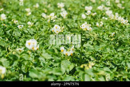 Die Sonne scheint über Kartoffelpflanzen, leuchtend gelbe und weiße Blüten über grünen Blättern sichtbar Stockfoto