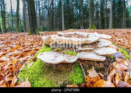 Nahaufnahme einer klumpigen Klammer, rametes gibbosa, in einer Waldlandschaft, die auf einem toten Buchenstumpf mit einem ausgeprägten länglichen, schlitzförmigen Po lebt Stockfoto