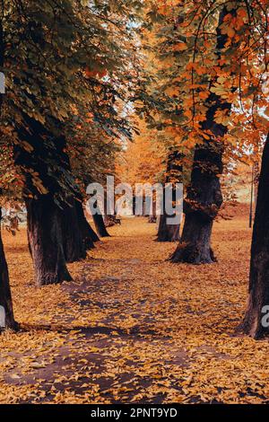 Farbenfrohe Herbstblätter. Blick durch das Herbstlaub im Parkwald. Goldene Baumblätter. Wunderschöner Baum mit gelben Blättern im Herbstwald. Pfad voller Herbstblätter. Hintergrund der natürlichen Herbstlandschaft Stockfoto