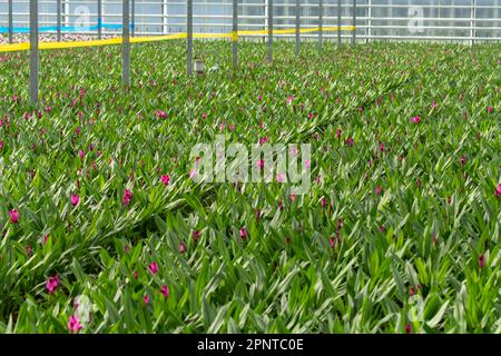 Jungpflanzen von Kurkuma, Curcuma longa Blütenpflanze der Ingwerfamilie, Zierblumen, die im niederländischen Gewächshaus angebaut werden, Niederlande Stockfoto