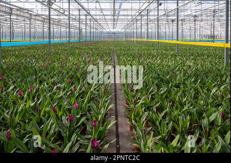 Jungpflanzen von Kurkuma, Curcuma longa Blütenpflanze der Ingwerfamilie, Zierblumen, die im niederländischen Gewächshaus angebaut werden, Niederlande Stockfoto