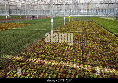 Anbau verschiedener Sommerbepflanzungen, Begonien, Petunien, Jungpflanzen und Blütenpflanzen, dekorative oder dekorative Gartenpflanzen, die in den Niederlanden wachsen Stockfoto