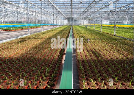 Jungpflanzen von Kurkuma, Curcuma longa Blütenpflanze der Ingwerfamilie, Zierblumen, die im niederländischen Gewächshaus angebaut werden, Niederlande Stockfoto