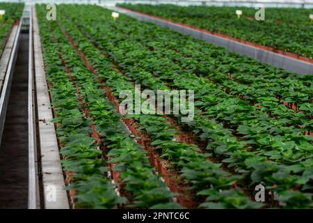 Anbau verschiedener Sommerbepflanzungen, Begonien, Petunien, Jungpflanzen und Blütenpflanzen, dekorative oder dekorative Gartenpflanzen, die in den Niederlanden wachsen Stockfoto