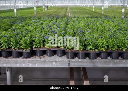 Anbau verschiedener Sommerbepflanzungen, Begonien, Petunien, Jungpflanzen und Blütenpflanzen, dekorative oder dekorative Gartenpflanzen, die in den Niederlanden wachsen Stockfoto