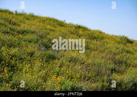 Culver City, Kalifornien, USA. 19. April 2023. Im Baldwin Hills California State Park am malerischen Aussichtspunkt nach starkem Regen erholten sich wunderschöne Blumenfelder, die eine Pause von der historischen kalifornischen Dürre einläuten. Umwelt, Natur, Klimakrise, Influencer, soziale Medien, Keine Spuren hinterlassen, Klimawandel, städtische Wildlandlandschaft, Waldbrände. (Kreditbild: © Taidgh Barron/ZUMA Press Wire) NUR REDAKTIONELLE VERWENDUNG! Nicht für den kommerziellen GEBRAUCH! Stockfoto