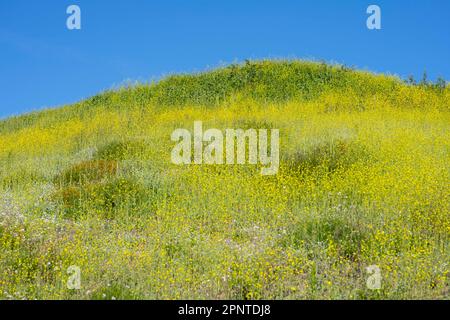 Culver City, Kalifornien, USA. 19. April 2023. Im Baldwin Hills California State Park am malerischen Aussichtspunkt nach starkem Regen erholten sich wunderschöne Blumenfelder, die eine Pause von der historischen kalifornischen Dürre einläuten. Umwelt, Natur, Klimakrise, Influencer, soziale Medien, Keine Spuren hinterlassen, Klimawandel, städtische Wildlandlandschaft, Waldbrände. (Kreditbild: © Taidgh Barron/ZUMA Press Wire) NUR REDAKTIONELLE VERWENDUNG! Nicht für den kommerziellen GEBRAUCH! Stockfoto