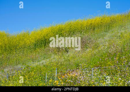 Culver City, Kalifornien, USA. 19. April 2023. Im Baldwin Hills California State Park am malerischen Aussichtspunkt nach starkem Regen erholten sich wunderschöne Blumenfelder, die eine Pause von der historischen kalifornischen Dürre einläuten. Umwelt, Natur, Klimakrise, Influencer, soziale Medien, Keine Spuren hinterlassen, Klimawandel, städtische Wildlandlandschaft, Waldbrände. (Kreditbild: © Taidgh Barron/ZUMA Press Wire) NUR REDAKTIONELLE VERWENDUNG! Nicht für den kommerziellen GEBRAUCH! Stockfoto