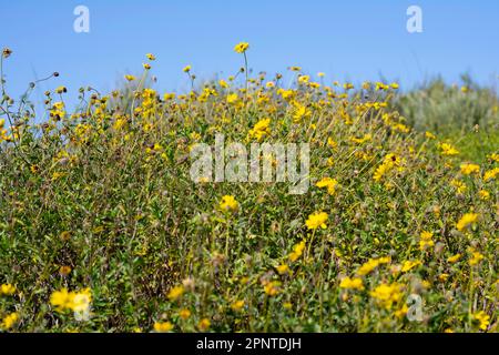 Culver City, Kalifornien, USA. 19. April 2023. Im Baldwin Hills California State Park am malerischen Aussichtspunkt nach starkem Regen erholten sich wunderschöne Blumenfelder, die eine Pause von der historischen kalifornischen Dürre einläuten. Umwelt, Natur, Klimakrise, Influencer, soziale Medien, Keine Spuren hinterlassen, Klimawandel, städtische Wildlandlandschaft, Waldbrände. (Kreditbild: © Taidgh Barron/ZUMA Press Wire) NUR REDAKTIONELLE VERWENDUNG! Nicht für den kommerziellen GEBRAUCH! Stockfoto