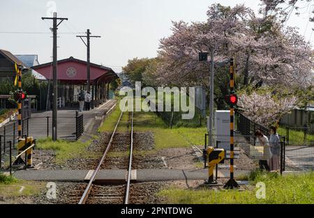 Kirschblüten am Bahnhof Kiga auf der Tenryu Hamanako Line in Hamamatsu, Präfektur Shizuoka, Japan. Stockfoto