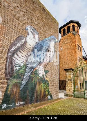 Das Museum of Making in Derby UK mit Wandgemälde von Peregrine Falcon Pair, um die Aufmerksamkeit auf die Vögel zu lenken, die auf dem nahe gelegenen Dom-Dach nisten Stockfoto