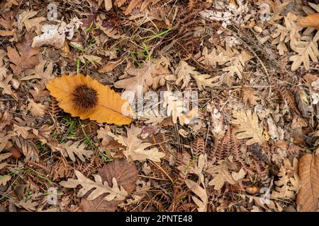 Waldboden aus Kastanien- und Eichenwald im Herbst, mit Blättern, Eicheln und Igeln aus Kastanien. Stockfoto