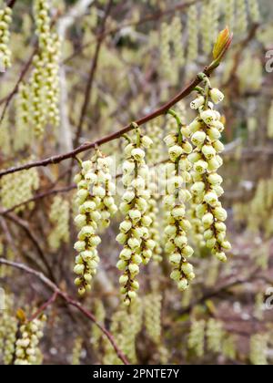 Rasen glockenförmiger Blüten des Chinesischen Stachyurus S. chinensis ein attraktiver, in China und Taiwan einheimischer Strauch, der als Zierpflanze im Garten angebaut wird Stockfoto