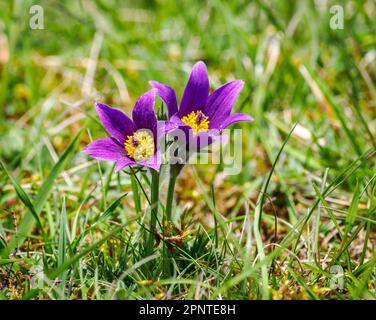 Pasqueflower, der in den Cotswold Hills in Barnsley Warren in kurzen kalkhaltigen Graslandschaften im späten April in Gloucestershire UK angebaut wird Stockfoto