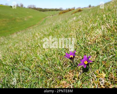 Pasqueflower, der in den Cotswold Hills in Barnsley Warren in kurzen kalkhaltigen Graslandschaften im späten April in Gloucestershire UK angebaut wird Stockfoto