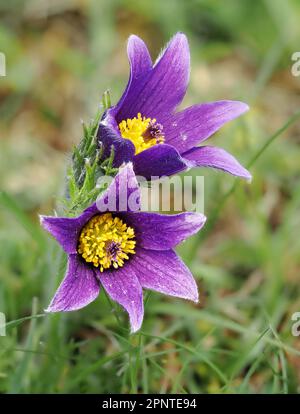 Pasqueflower, der in den Cotswold Hills in Barnsley Warren in kurzen kalkhaltigen Graslandschaften im späten April in Gloucestershire UK angebaut wird Stockfoto