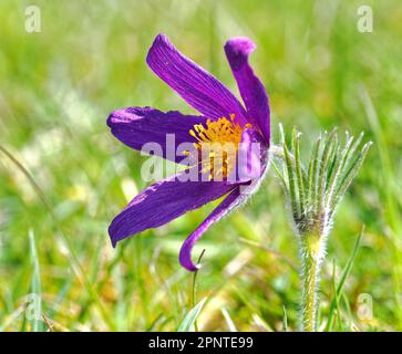 Pasqueflower, der in den Cotswold Hills in Barnsley Warren in kurzen kalkhaltigen Graslandschaften im späten April in Gloucestershire UK angebaut wird Stockfoto