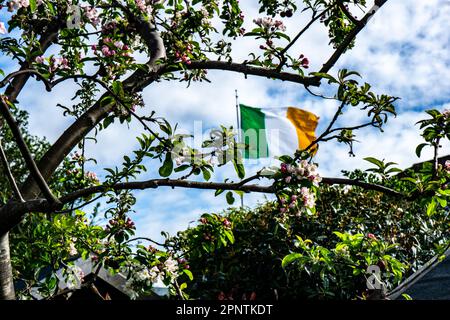 Die irische Dreifarbige Flagge sah die Frühlingsblumen von Malus Evereste, dem Krabbenapfelbaum. Stockfoto