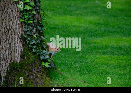 Süßes Eichhörnchen, das von einem Baumstamm herabsteigt. Stockfoto