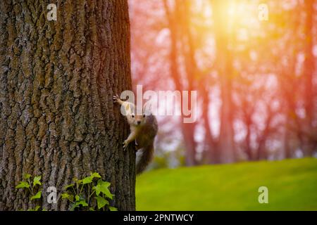 Süßes Eichhörnchen, das von einem Baumstamm herabsteigt. Stockfoto