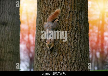 Süßes Eichhörnchen, das von einem Baumstamm herabsteigt. Stockfoto