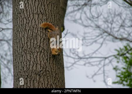 Ein rotes Eichhörnchen auf einem Baumstamm. Stockfoto