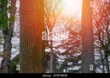 Süßes Eichhörnchen, das von einem Baumstamm herabsteigt. Stockfoto