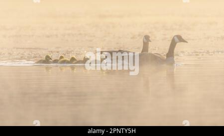Kanadische Gans (Branta canadensis) im Morgennebel am Baum Lake in Shasta County California, USA. Stockfoto
