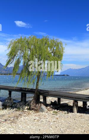 Trauerweide (Salix) am Strand Manerba del Garda. Gardasee, Lago di Garda, Gardasee Stockfoto