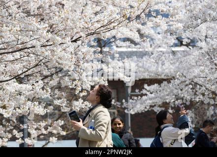 Toronto, Kanada. 20. April 2023. Eine Frau schnüffelt am 20. April 2023 in einem Park in Toronto, Kanada, nach Kirschblüten. Die Kirschblüten blühen diese Woche in voller Blüte. Kredit: Zou Zheng/Xinhua/Alamy Live News Stockfoto