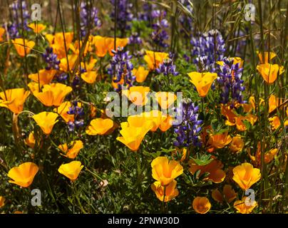 California Poppies in voller Blüte am Chumash Trail in den Santa Monica Mountains, Kalifornien, USA Stockfoto