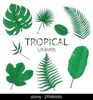 Tropische Blätter in grüner Farbe mit Banane, Mostera, Palme. Von Hand gezeichnete isolierte Vektorelemente für die Konstruktion. Stock Vektor