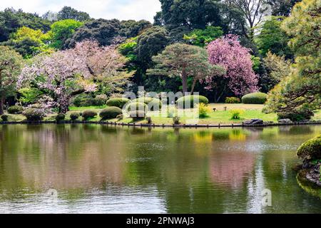 Tokio Shinjuku April l2023, Gyoen Park in Tokio, Kirschblüten und Naturfrühlingstag, Japan, asiatische Naturschönheit Stockfoto